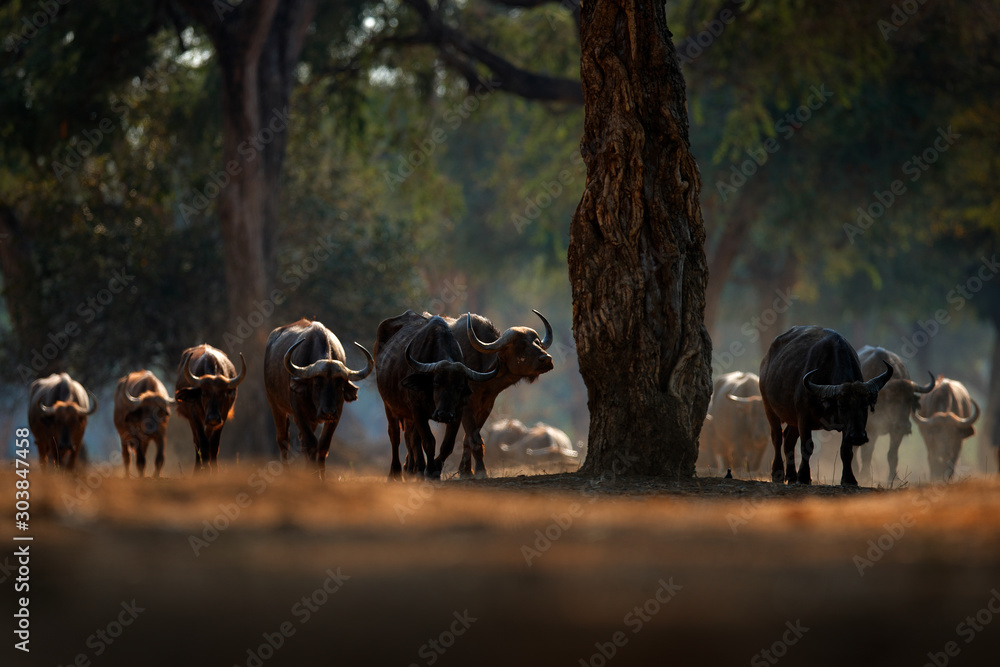 Herd of African Buffalo, Cyncerus cafer, in the dark forest, Mana Pools, Zimbabwe in Africa. Wildlife scene from Africa nature. Big animal in the habitat. - obrazy, fototapety, plakaty 