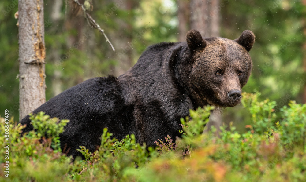 Adult Male of Brown bear in the forest. Scientific name: Ursus arctos. Natural habitat. Adult Male of Brown bear in the forest. Scientific name: Ursus arctos. Natural habitat.