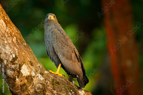 Mangrove Black Hawk, Buteogallus subtilis, large bird found in Central and South America. Wildlife scene from tropical nature. Hawk in nature habitat.