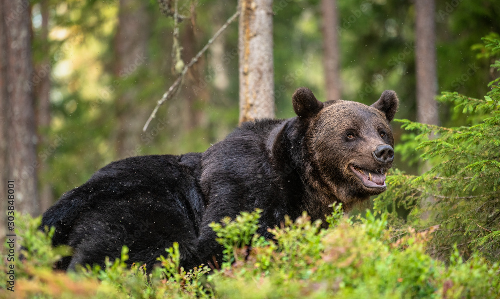 Adult Male of Brown bear in the forest. Scientific name: Ursus arctos. Natural habitat. Adult Male of Brown bear in the forest. Scientific name: Ursus arctos. Natural habitat.
