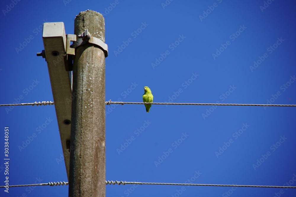Obraz premium green bird on electric pole and blue sky