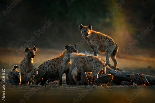 Africa wildlife. spotted hyena, Crocuta crocuta, pack with elephant carcass, Mana Pools NP, Zimbabwe in Africa. Animal behaviour, dead elephant with hyenas and vultures. Morning light in nature.
