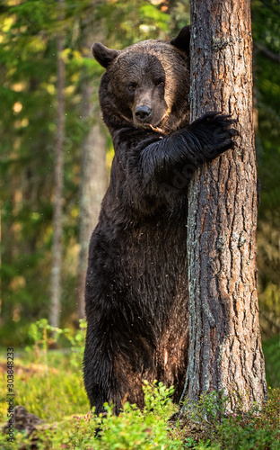 Brown bear stands on its hind legs by a tree in a pine forest. Adult Male of Brown bear in the autumn pine  forest. Scientific name: Ursus arctos. Natural habitat.