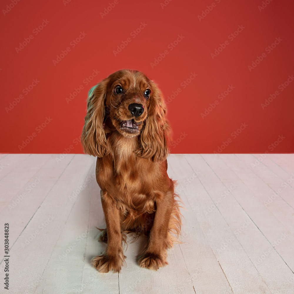 Happiness. English cocker spaniel young dog is posing. Cute playful brown doggy or pet is sitting on white floor isolated on red background. Concept of motion, action, movement, pets love.