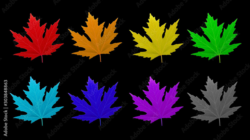isolated leaves of rainbow colors 3 isolated leaves of rainbow colors 3