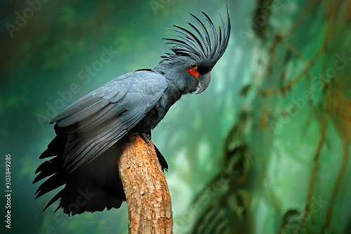 Obraz na plátně Grey parrot with crest
