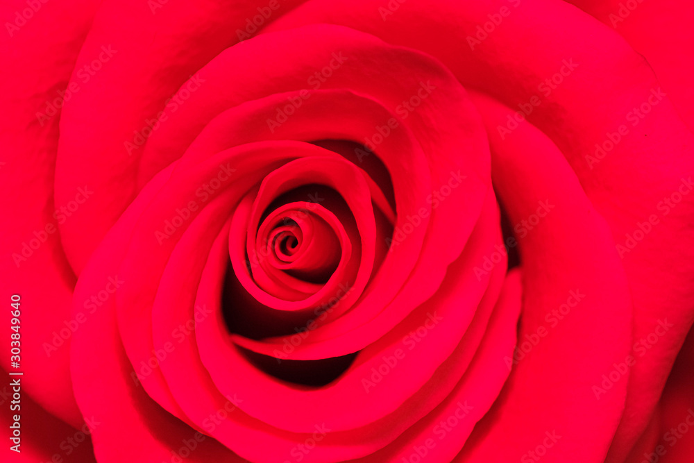 macrophotography of flower with beautiful structure macrophotography of flower with beautiful structure
