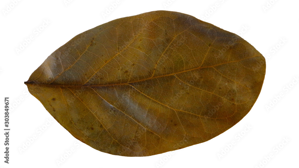Avocado leaves dry leaf isolated on white background Embed Clipping Path Avocado leaves dry leaf isolated on white background Embed Clipping Path