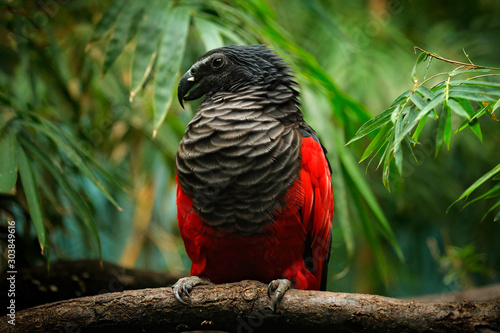 Pesquet parrot, Psittrichas fulgidus, rare bird from New Guinea. Ugly red and black parrot in the nature habitat, dark green forest. Wildlife scene from Asia. Endemic bird sitting on the branch. photo