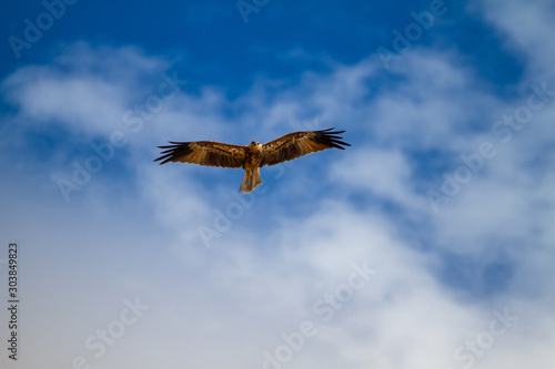  eagles flying the australian outback