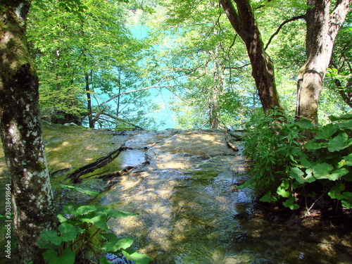 Panorama of a mountain river in the shade of a dense forest that swiftly carries its waters between the trunks of sturdy trees.