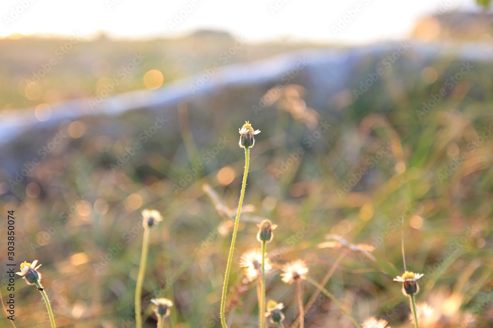 Fototapeta premium Blur grass flower sunrise for background in the morning.Tropical sunset on the sea.