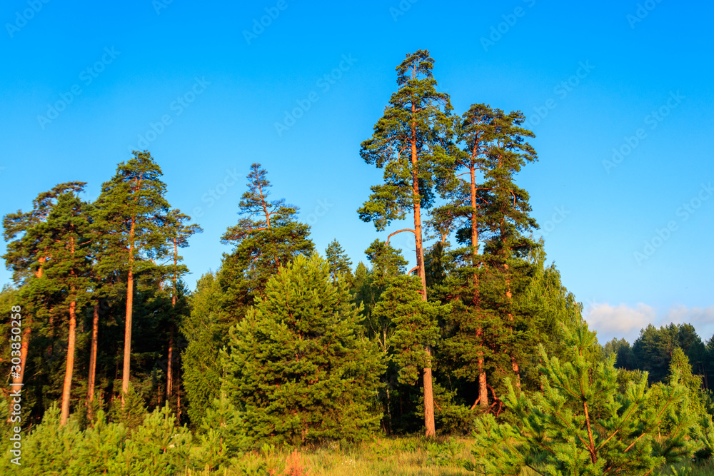 Fototapeta premium View of a green coniferous forest at summer