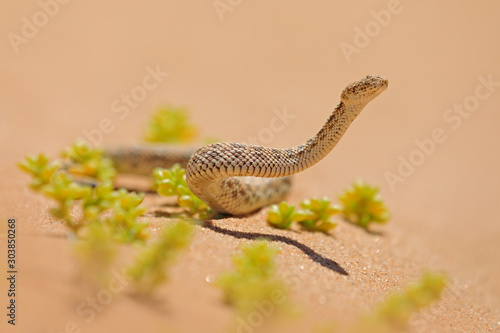 Bitis peringueyi, Péringuey's Adder, poison snake from Namibia sand desert. Small viper in the nature habitat, Namib-Naukluft Park in Africa. Wildlife scene from nature, reptile behaviour, sunny day.
