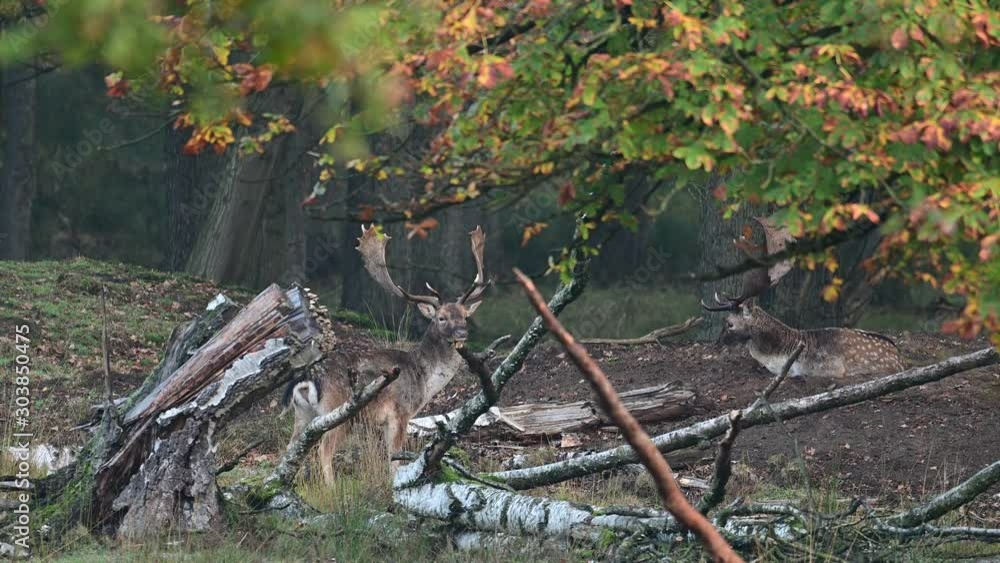Two fallow bucks standing in the forest and watch, mating time, autumn, (dama dama), germany Two fallow bucks standing in the forest and watch, mating time, autumn, (dama dama), germany