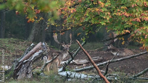 Wallpaper Mural Two fallow bucks standing in the forest and watch, mating time, autumn, (dama dama), germany  Torontodigital.ca