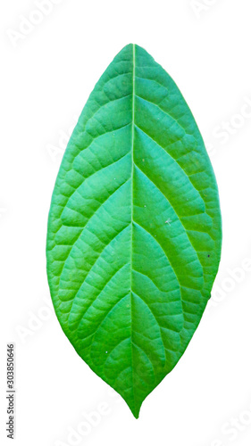 Avocado leaves isolated on a white background  Embed Clipping Path 