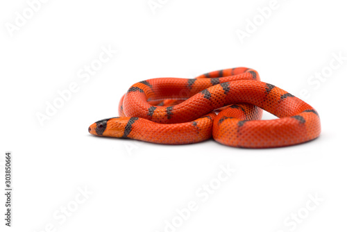 Red-black Milk snake isolated on white background