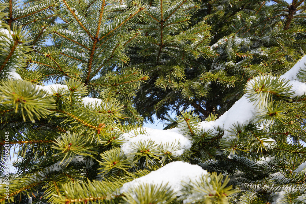 White Snow on the green branches of a Christmas tree White Snow on the green branches of a Christmas tree