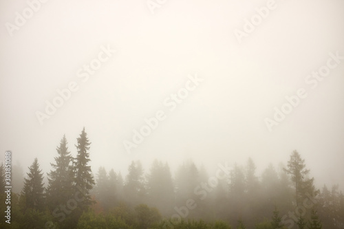 Pictoresque foggy tree tops in autumn pine forest © andras_csontos
