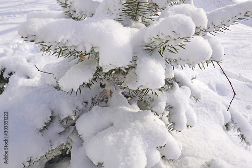 Christmas tree in the snow © Nina