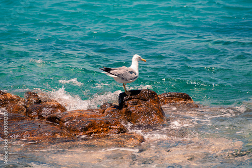 seagull on the sea rock at sun weather