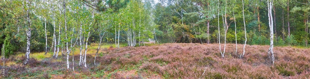 Obraz premium birch forest and Heath bloom in the nature reserve 