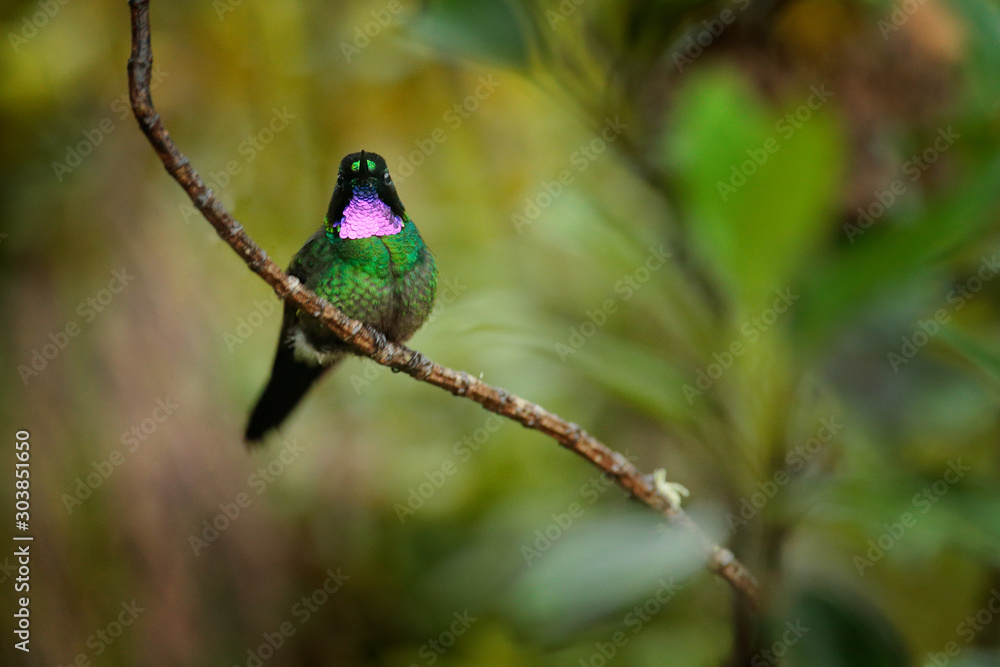 Tourmaline Sunangel, sitting on the branch in Ecuador. Bird with pink throat and plumage in the tropic forest habitat. Wildlife scene from nature. Hummingbird  with pink throat.