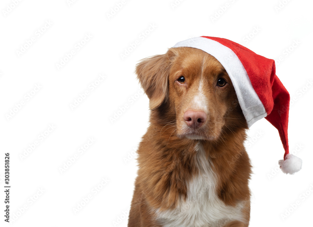 dog in a christmas cap. Nova Scotia Duck Tolling Retriever on a white background