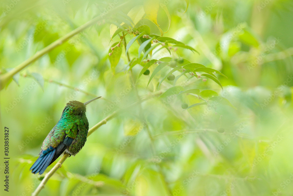 Fototapeta premium Blue-tailed Emerald, Chlorostilbon mellisugus, hummingbird in the Colombian tropical forest, blue an green glossy bird in the nature habitat. Wildlife from South America.