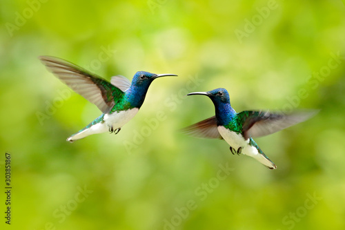 Bird fight, hummingbird. Flying blue and white hummingbird White-necked Jacobin, Florisuga mellivora, from Colombia, clear green background. Bird with open wing. Wildlife scene from nature.