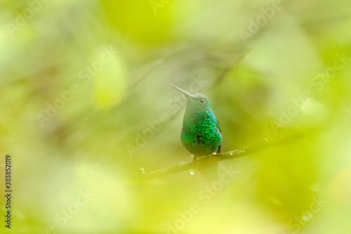Blue-tailed Emerald, Chlorostilbon mellisugus, hummingbird hidden in the Colombian tropical forest, blue an green glossy bird in the nature habitat. Wildlife from South America. photo