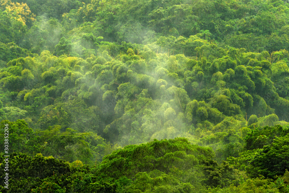 Tropical forest during rainy day. Green jungle landscape with rain and fog in Santa Marta, Colombia. Mountain birdwatching in South America.