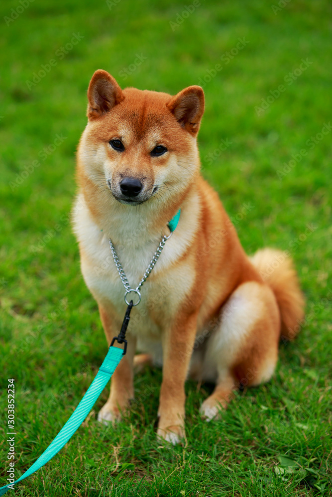 The dog breed Shiba inu The dog breed Shiba inu