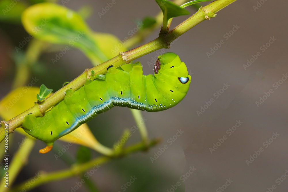 Close up green worm or Daphnis neri worm on the stick tree in nature and enviroment Close up green worm or Daphnis neri worm on the stick tree in nature and enviroment