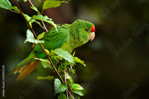 Crimson-fronted Parakeet, Aratinga finschi, portrait of light green parrot with red head, Colombia. Wildlife scene from tropical nature. Bird in the habitat. Parrot cleaning tail plumage feather.  photo