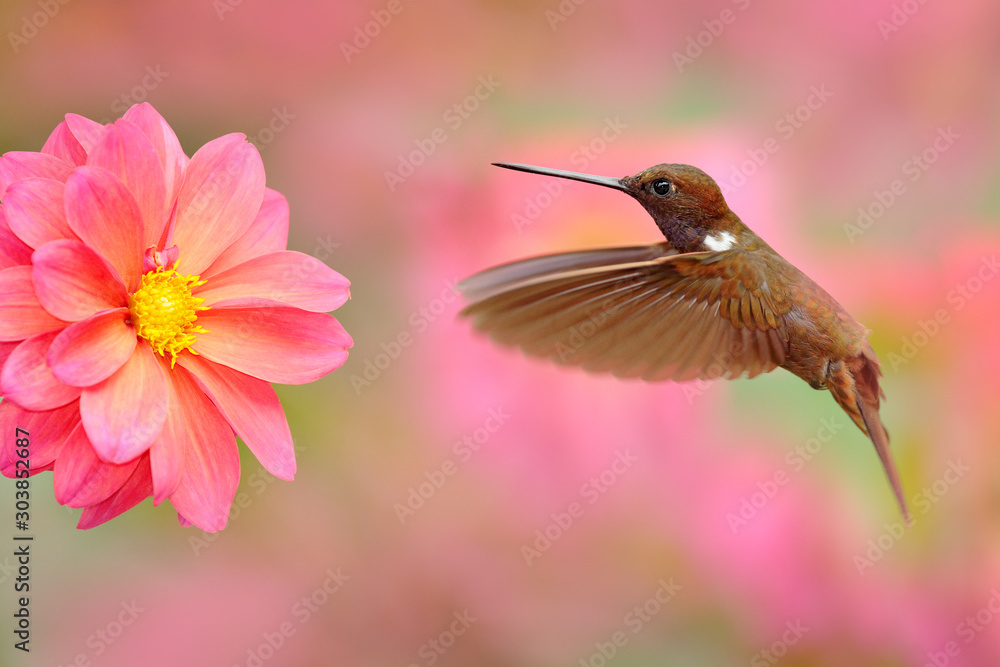 Fototapeta premium Ptak z różowym kwiatem. Hummingbird Brown Inca, Coeligena wilsoni, lecący obok pięknego różowego kwiatu, Kolumbia. Ptak w kwitnącym ogrodzie. Scena dzikiej przyrody z natury. Zwierzę w tropikalnym lesie.