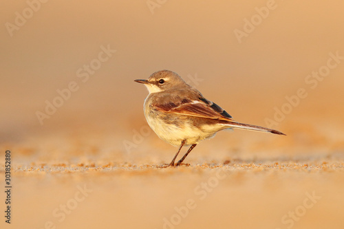 Cape Wagtail, Motacilla capensis, on the sand beach. Bird in the evening light, Walvis Bay, Namibia in Africa. Wildlife scene from nature.