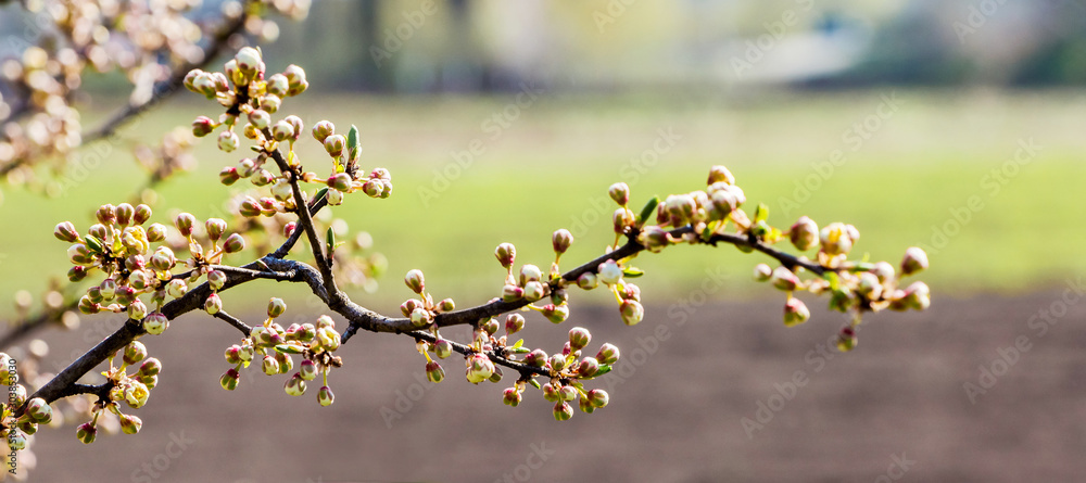 Fototapeta premium Cherry branch with buds on blurred background in sunny weather_