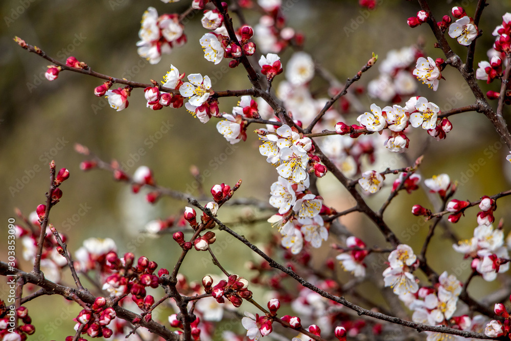 Apricot branches with abundant color on a sunny day_ Apricot branches with abundant color on a sunny day_