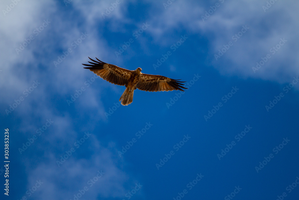eagles flying the australian outback eagles flying the australian outback