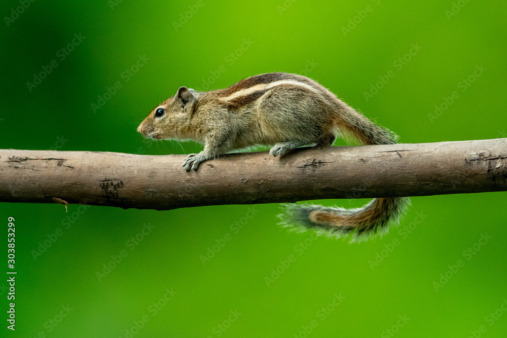squirrel on tree