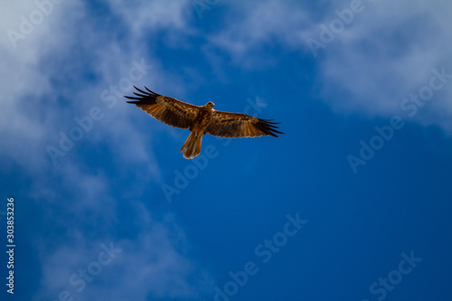  eagles flying the australian outback