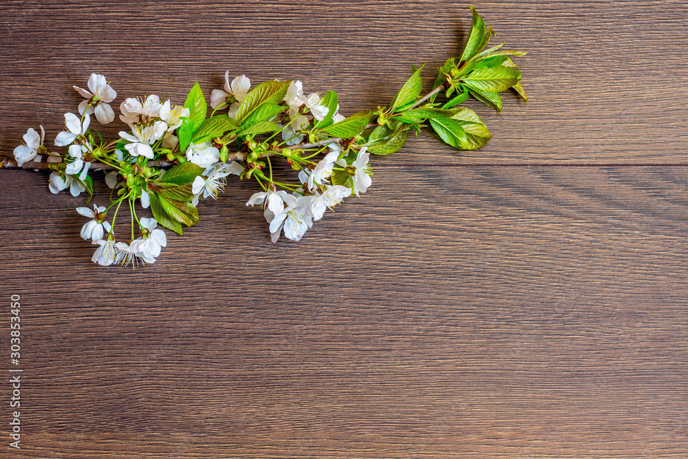 Cherry branch with flowers and leaves on dark wooden background. Copy space_ Cherry branch with flowers and leaves on dark wooden background. Copy space_