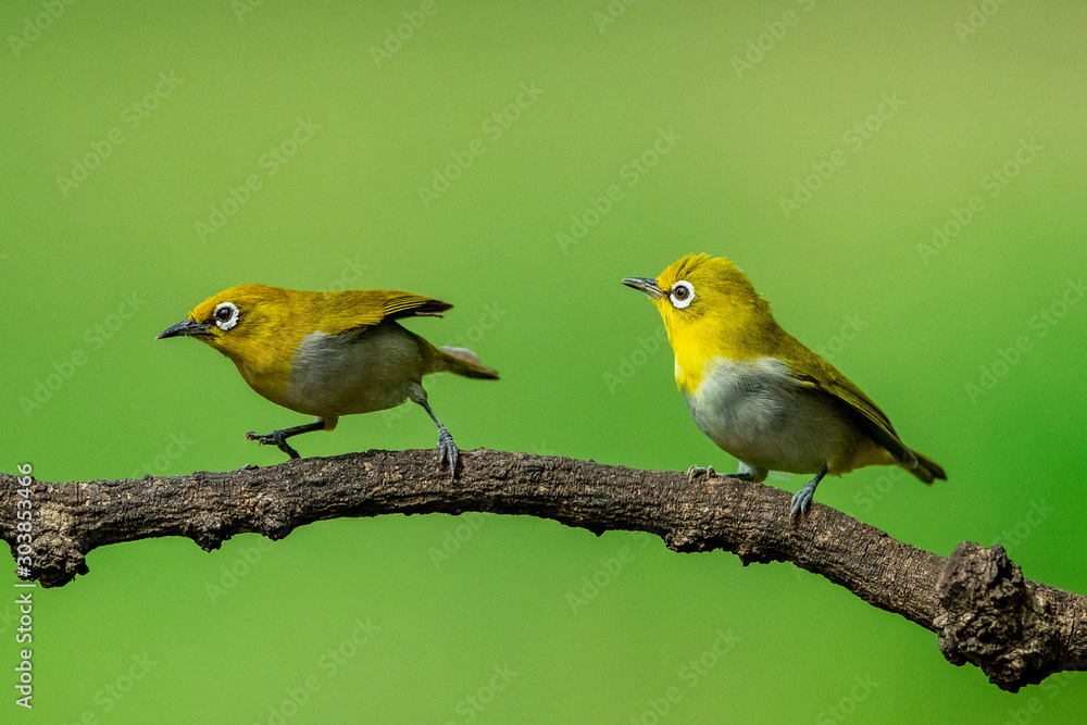 Obraz premium birds on branch