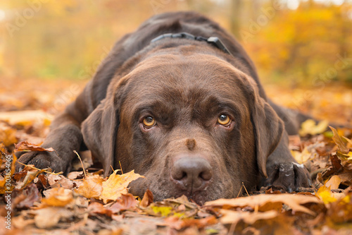 dog in park