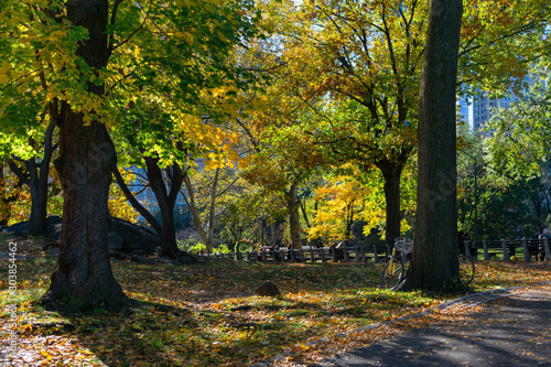 Colorful Trees and Leaves during Autumn at Central Park in New York City