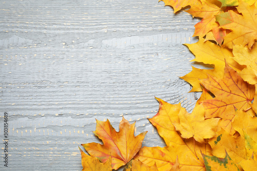 Beautiful autumn leaves and space for text on light grey wooden background  top view