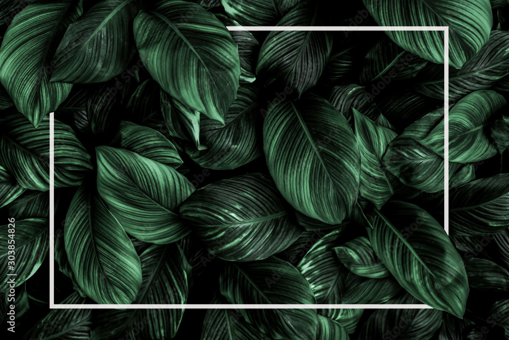 Fototapeta Kreatywny układ zielonych liści z białą ramką 