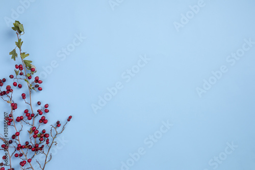 Branches of hawthorn with berries, isolated on blue background. Flat lay, top view, copy space.